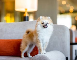 *Отель "Rixos Krasnaya Polyana Sochi" / "Риксос Красная Поляна Сочи"