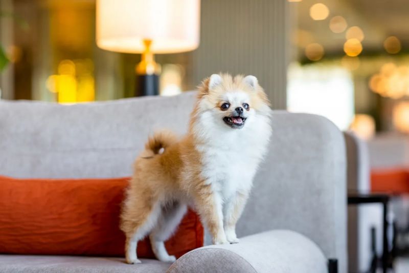 *Отель "Rixos Krasnaya Polyana Sochi" / "Риксос Красная Поляна Сочи"